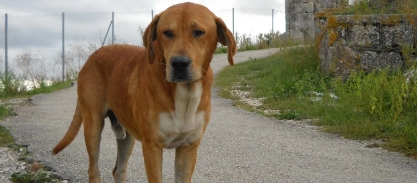 Νίκαια: Άνδρας μαχαίρωσε σκύλο στα πλευρά (φωτό)